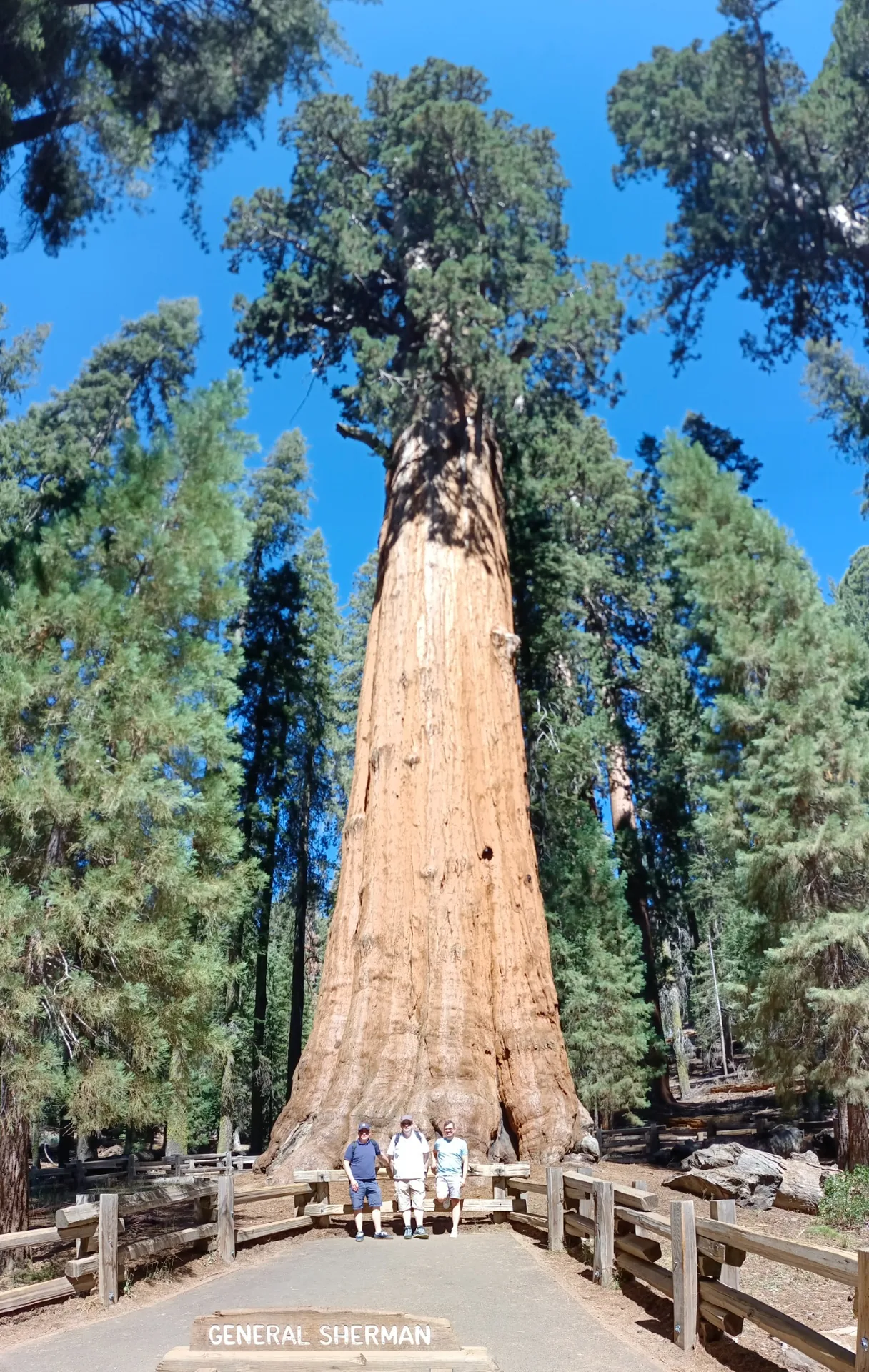 General Sherman Tree w Sequoia National Park