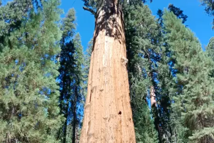 General Sherman